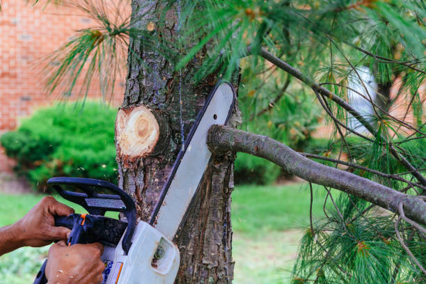 Best Tree Trimming Near Me  in Hartford, IL